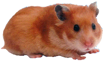 Hamster